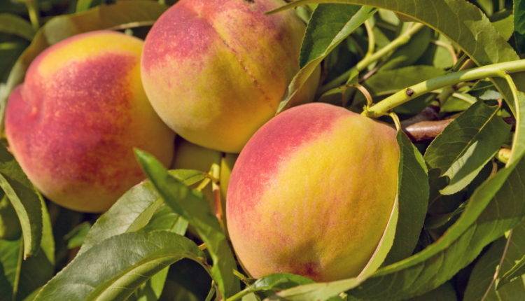 Урожай персиков в Молдове будет скромным