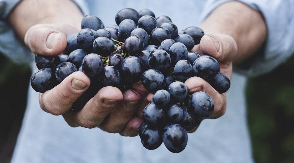 Ученые назвали полезные свойства винограда