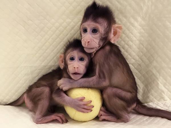 В Китае создали первый в мире гибридный эмбрион человека и обезьяны