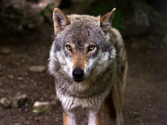 Волк насмерть загрыз отправившуюся в магазин 14-летнюю россиянку
