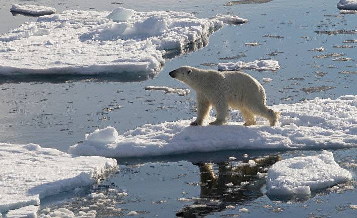Live Science (США): почему в Арктике так много нефти?