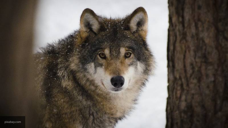 15-летняя девочка погибла после нападения на нее волка в Коми