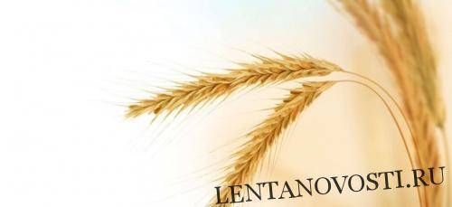 Прошлая неделя отмечена падением котировок пшеницы в США и Европе