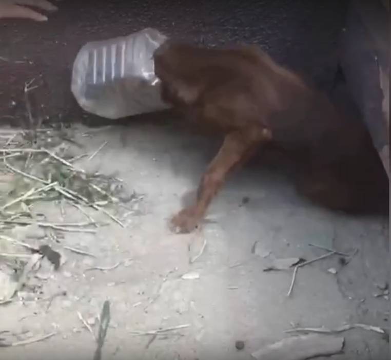 В Астрахани спасли умирающую от жажды собаку