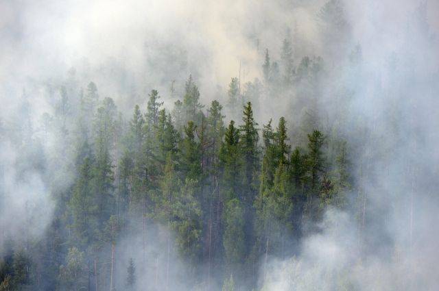 В России по фактам лесных пожаров возбудили 277 уголовных дел