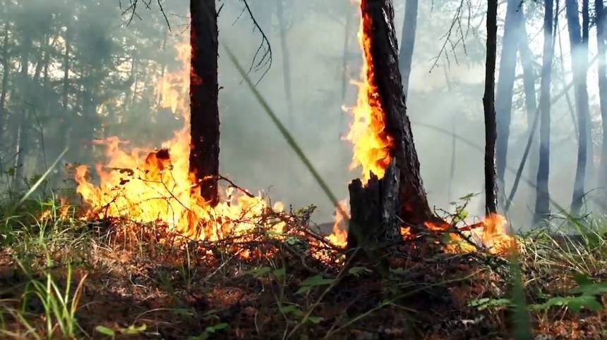 В МЧС назвали главную причину пожаров в Сибири — видео