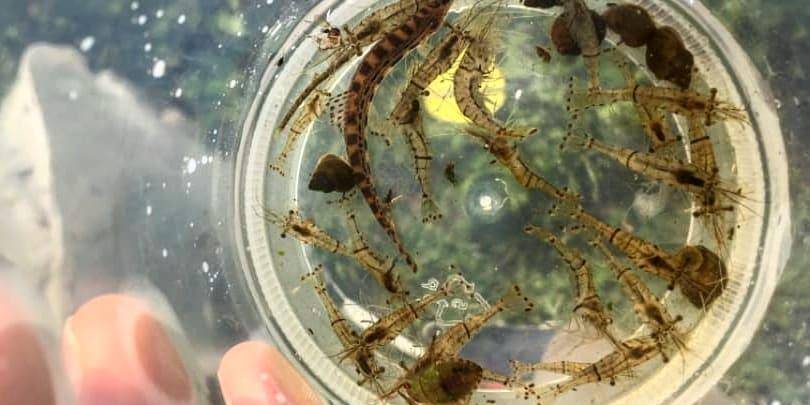 Экологи объяснили появление креветок в одном из озер Приамурья
