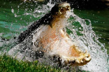 Колючая проволока спасла мужчину от нападения кровожадного крокодила