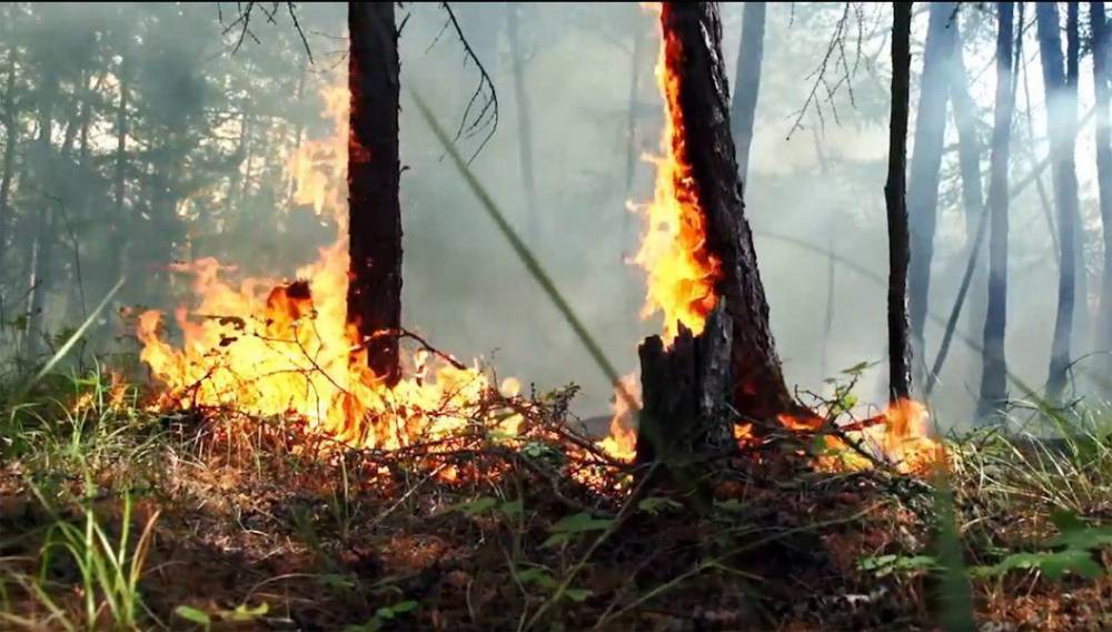 Генпрокуратура выявила искажение статистики по лесным пожарам