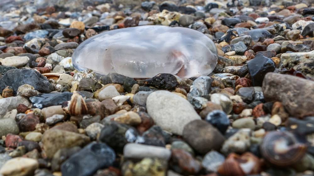 "Это просто ад": В Instagram показали "нашествие" медуз у берегов Азовского моря