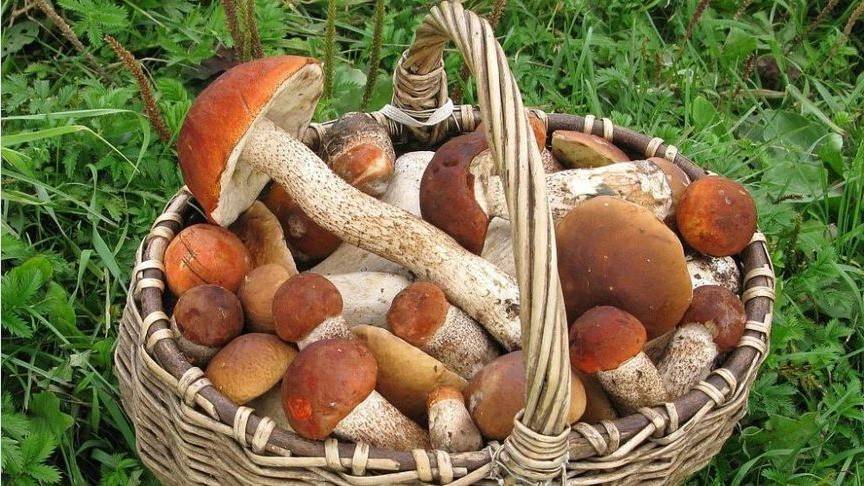 Роскачество подготовило сезонные рекомендации по сбору грибов