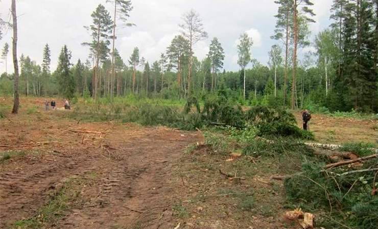 Вальщик леса погиб в Витебской области