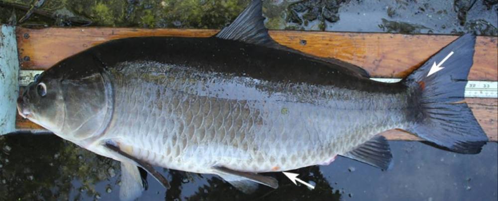 Ученые из США нашли самую старую пресноводную рыбу