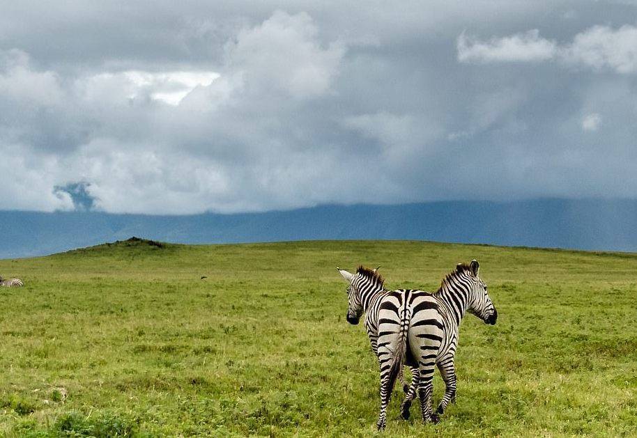 Фотограф запечатлел «двухголовую зебру» - moya-planeta.ru - Танзания