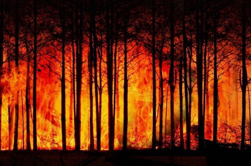 В Госдуме обсудят, как бороться с лесными пожарами