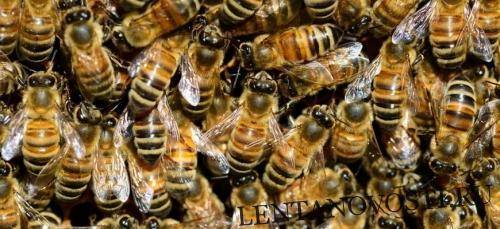 «Пчелиный апокалипсис» угрожает продовольственным кризисом