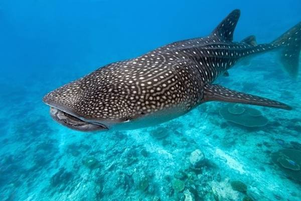 У израильского побережья Красного моря были замечены китовые акулы впервые за год