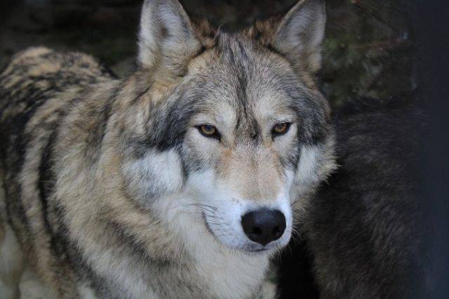 Девочка погибла в Коми после нападения волка