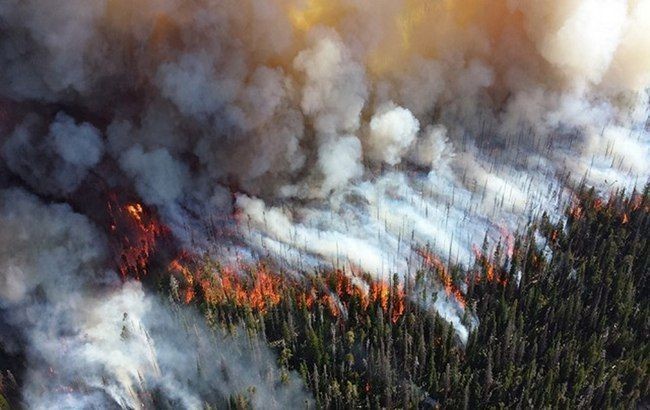 Названа основная причина пожаров в Сибири