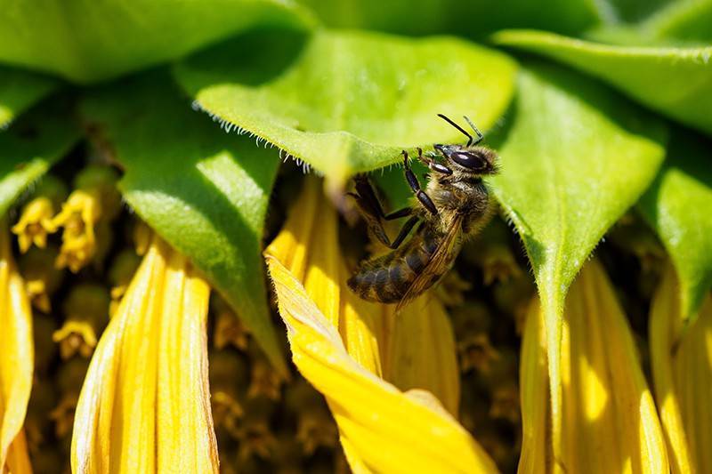 Россиянам рекомендуют запасаться медом из-за массовой гибели пчел