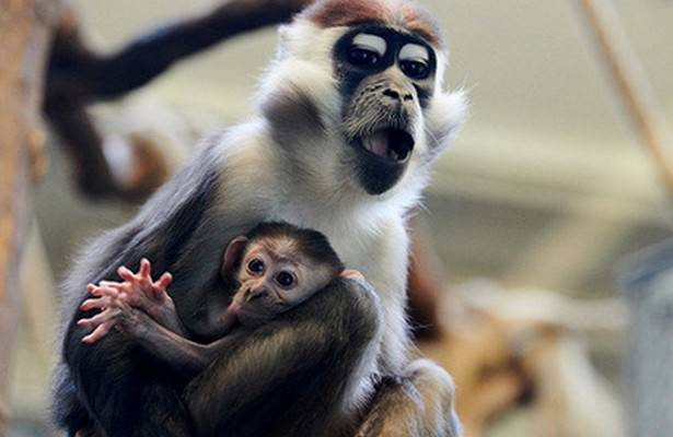 Ученые создали эмбрион-химеру человека и обезьяны