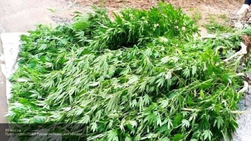 Пенсионера в Зауралье второй раз будут судить за хранение наркосодержащих растений