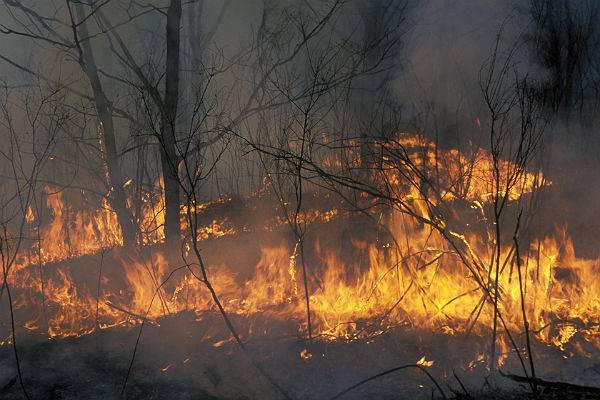 МЧС назвало главную причину пожаров в Сибири