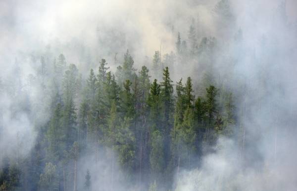 МЧС предлагает изменить методику подсчёта площади лесных пожаров