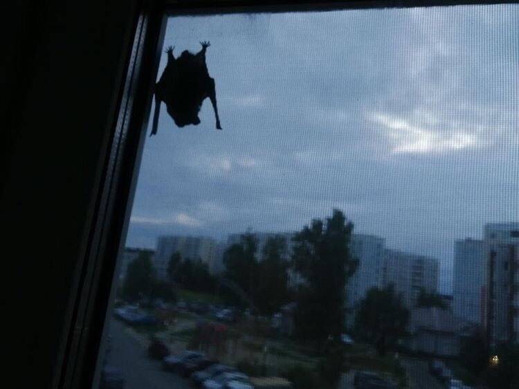 Летучие мыши оккупировали один из российских городов - moya-planeta.ru - Тобольск