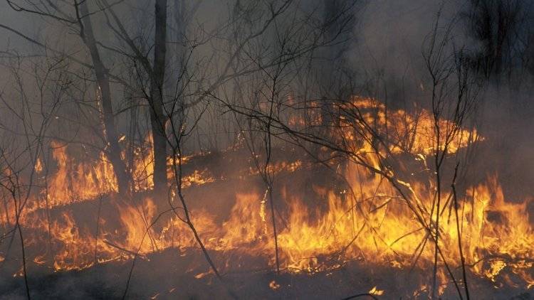 Сотрудники МЧС обнародовали основную причину пожаров в Сибири