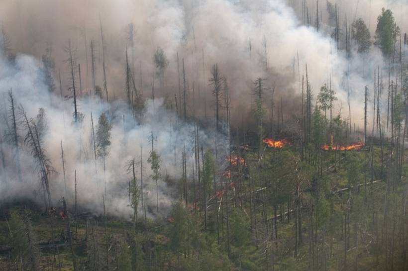 Власти регионов Сибири искажали статистику лесных пожаров