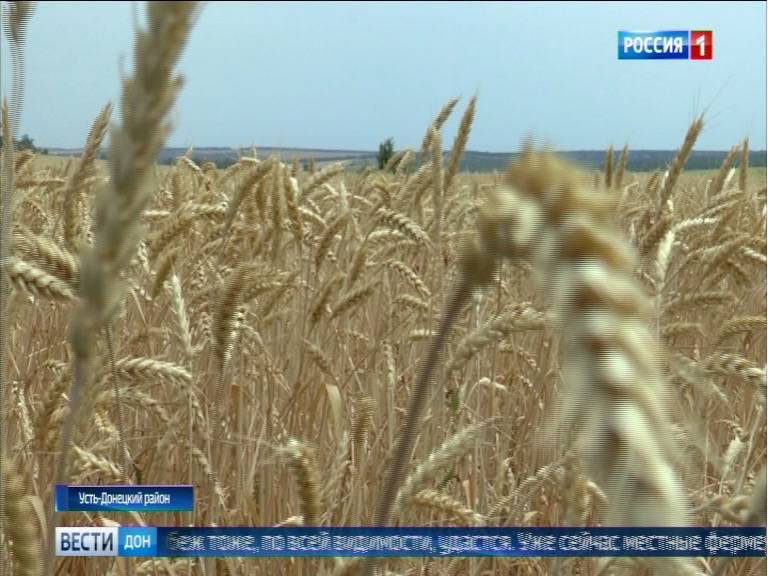 В Усть-Донецком районе завершают уборку хлеба: каким будет урожай
