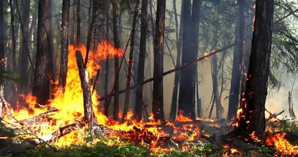 Площадь лесных пожаров снова начала расти в Сибири