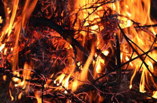 Генпрокуратура даст правовую оценку причинам возникновения лесных пожаров