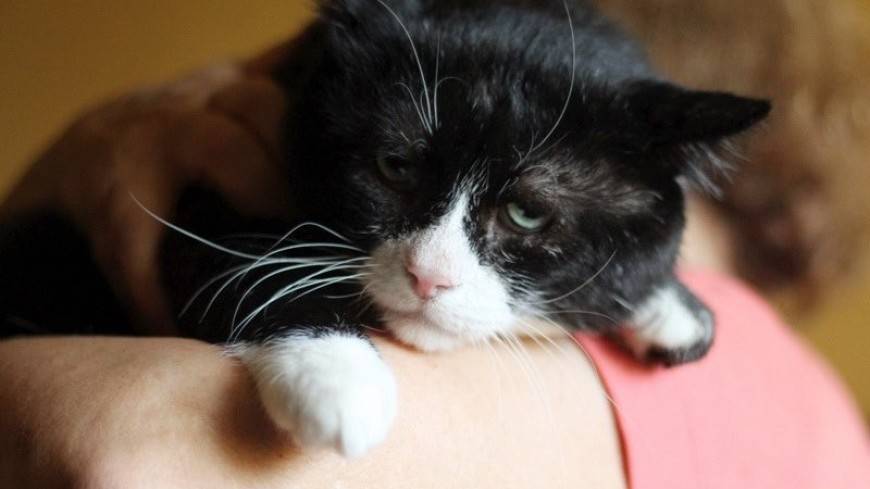 Самый грустный кот на свете из Москвы ищет новый дом