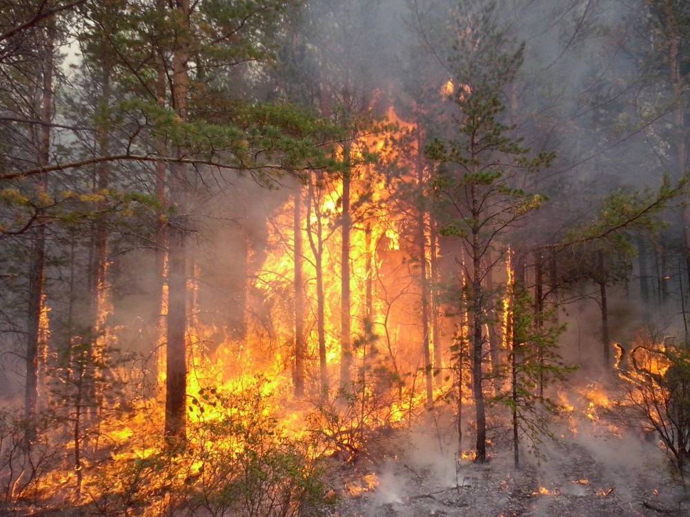 Леса под Иркутском поджигали, чтобы скрыть незаконные рубки леса