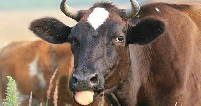 На севере Таджикистана женщины украли корову у своего односельчанина