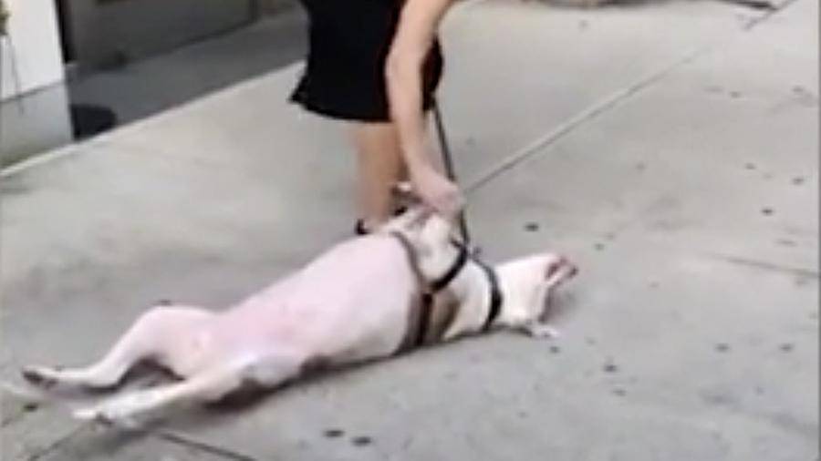 Ленивая собака объявила бойкот своей хозяйке и стала звездой Сети