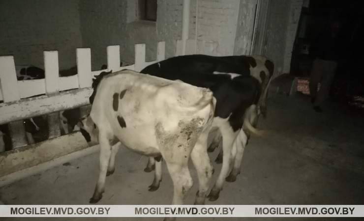 Житель Жлобинского района украл телят с бобруйской фермы — фото