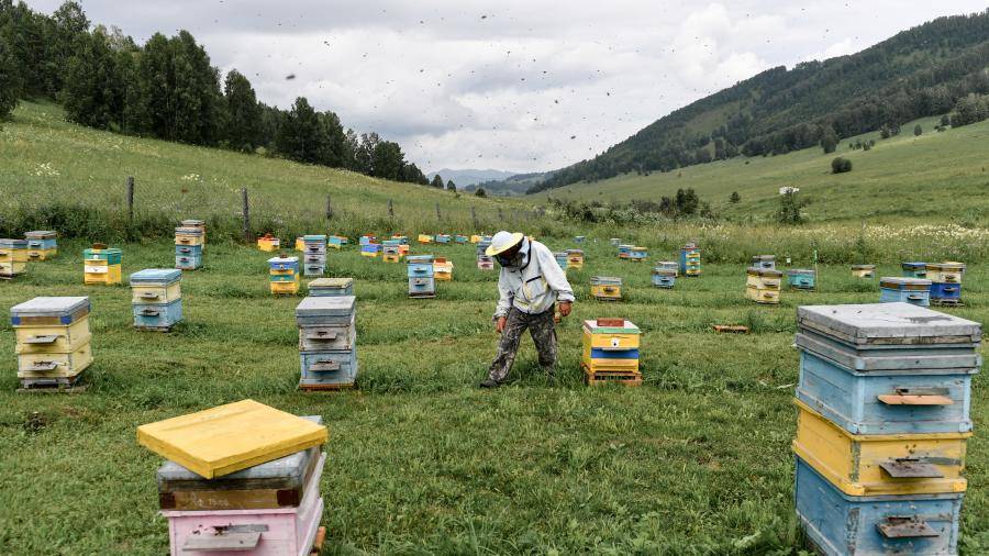В пресс-центре МИЦ «Известия» обсудят реальные проблемы пчеловодства в России