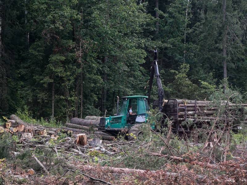 Генпрокуратура: лесными пожарами прикрывали незаконные рубки