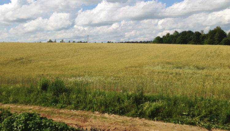 На юге Челябинской области гибнет пшеница от засухи