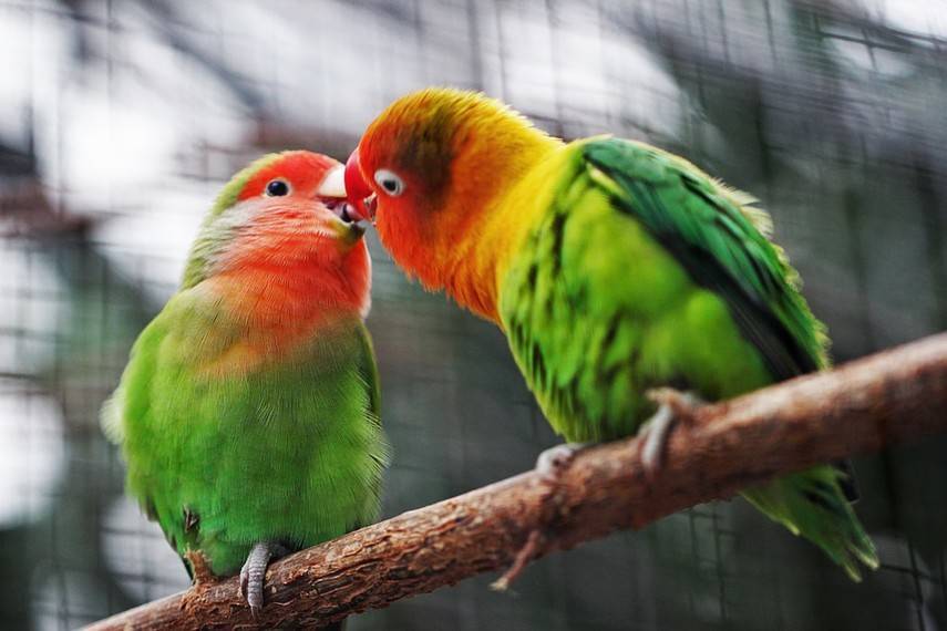 Биоразнообразию птиц в Новой Зеландии потребуется 50 млн лет, чтобы восстановиться после прихода человека