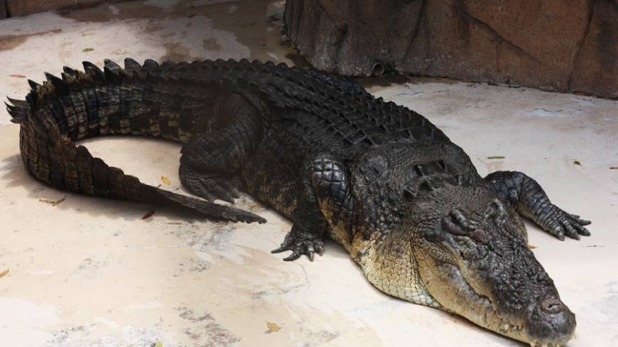 В Индии крокодил напал на собаку (ВИДЕО)