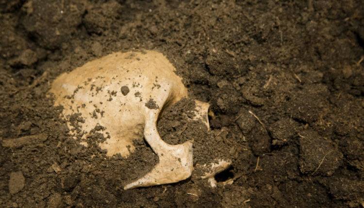 В Румынии нашли скелет человека возрастом пять тысяч лет