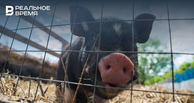 Вирус африканской чумы свиней может прийти в Татарстан из Ульяновской области — видео