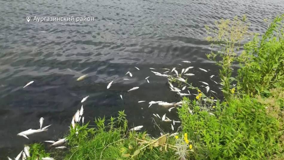 В озере села Толбазы массово гибнет рыба