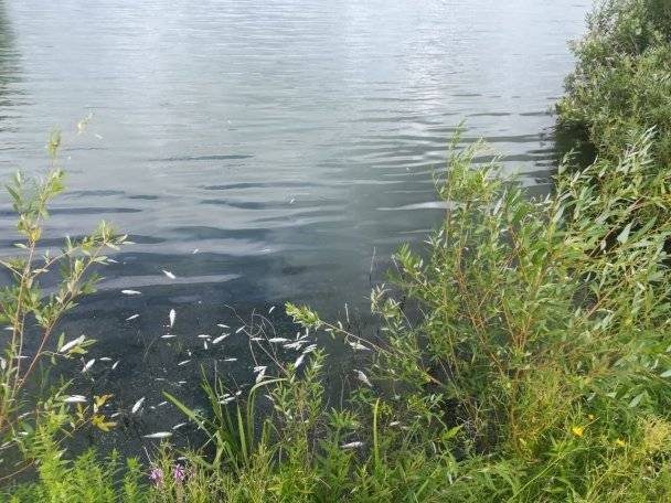 В МЧС Башкирии заявили о массовой гибели рыбы