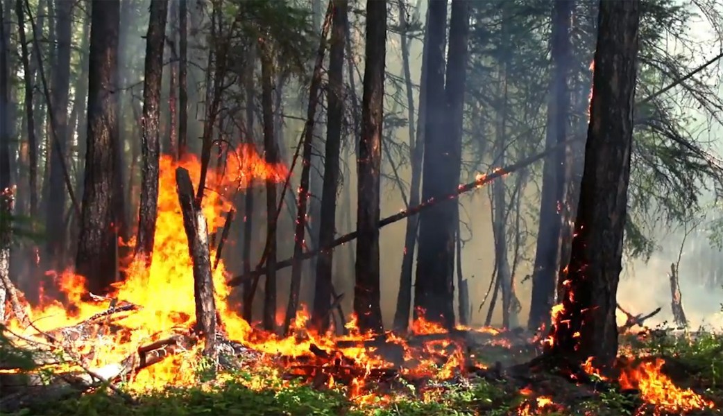 В Сибири выявили случаи намеренного поджога леса