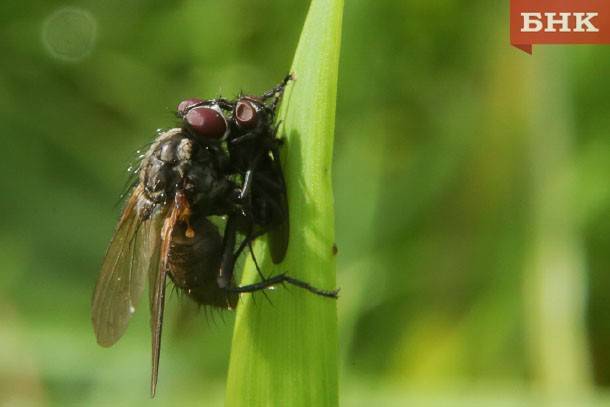 Генетики из Коми раскрыли секрет долголетия мух-мутантов